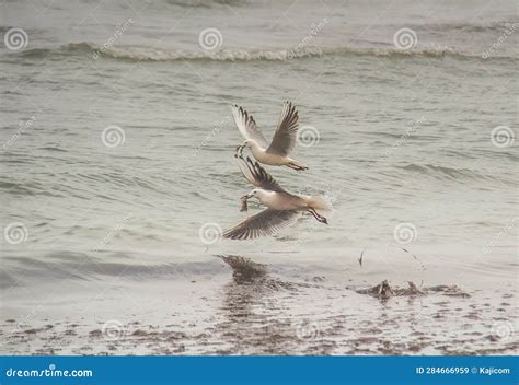  Gulls and Fishermen - Obraz przepełniony melancholią i subtelną ironią!